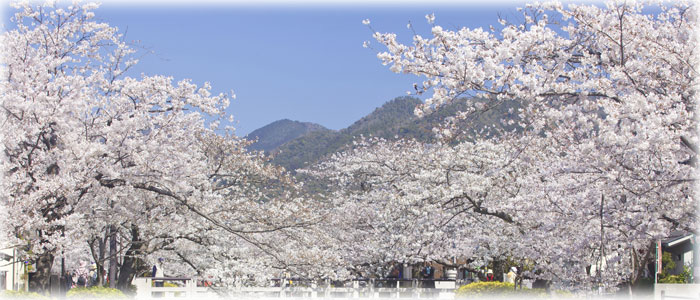 山口県の桜