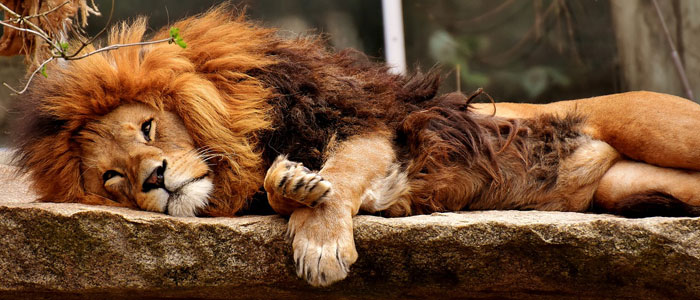 ライオンが寝ているところ